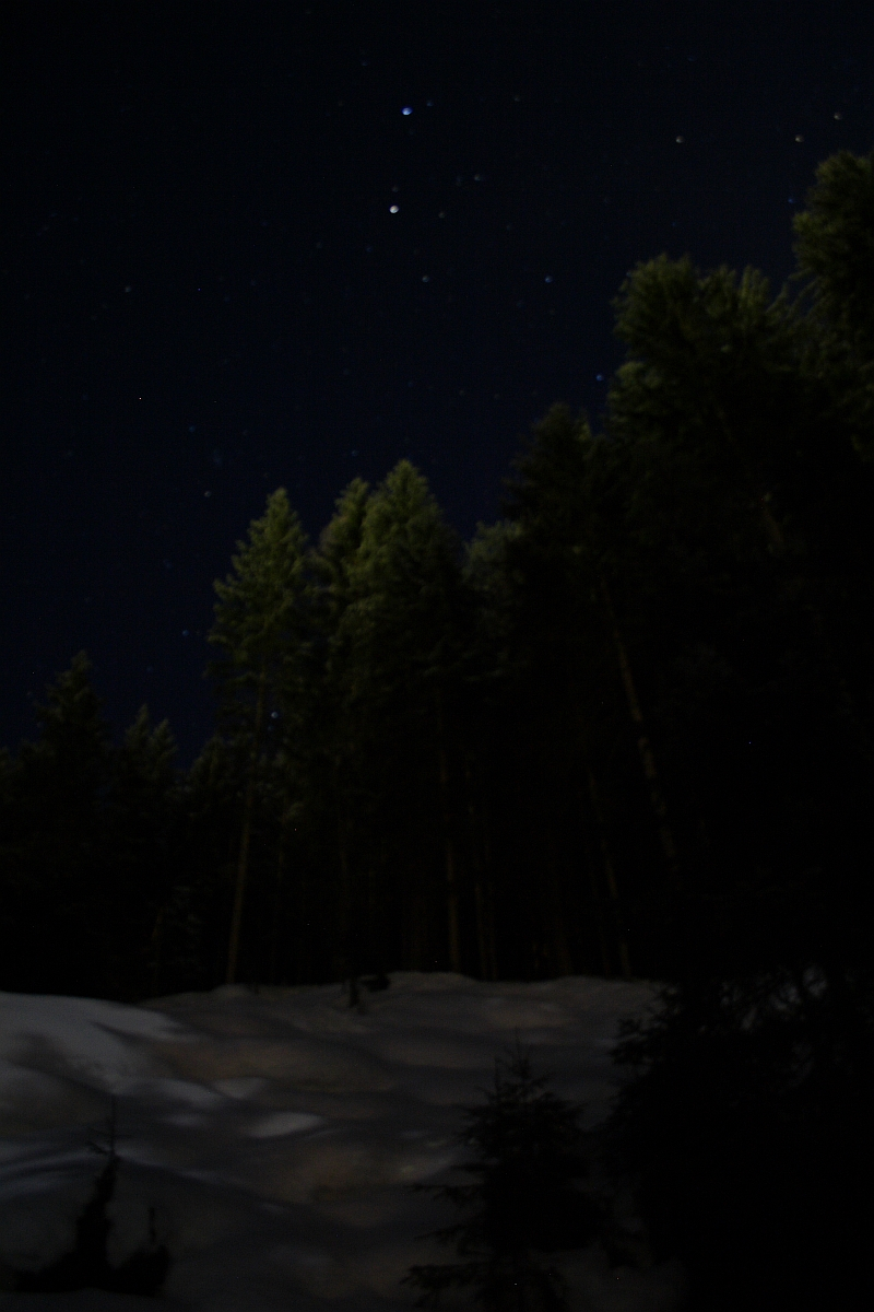 A serene night scene in the Austrian Alps with tall evergreen trees in a snowy forest. The dark sky above is sprinkled with numerous stars, providing a tranquil, celestial backdrop. The snow-covered ground reflects faint light, adding a soft glow to the otherwise dimly lit landscape.
