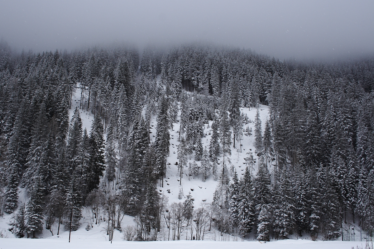 Snow-covered coniferous trees blanket a mountain slope in the Austrian Alps on a foggy winter day. The dense forest is covered with snow, and the peaks of the trees blur into the misty grey sky above. The foreground features a flat expanse of snow, adding to the serene, cold atmosphere.
