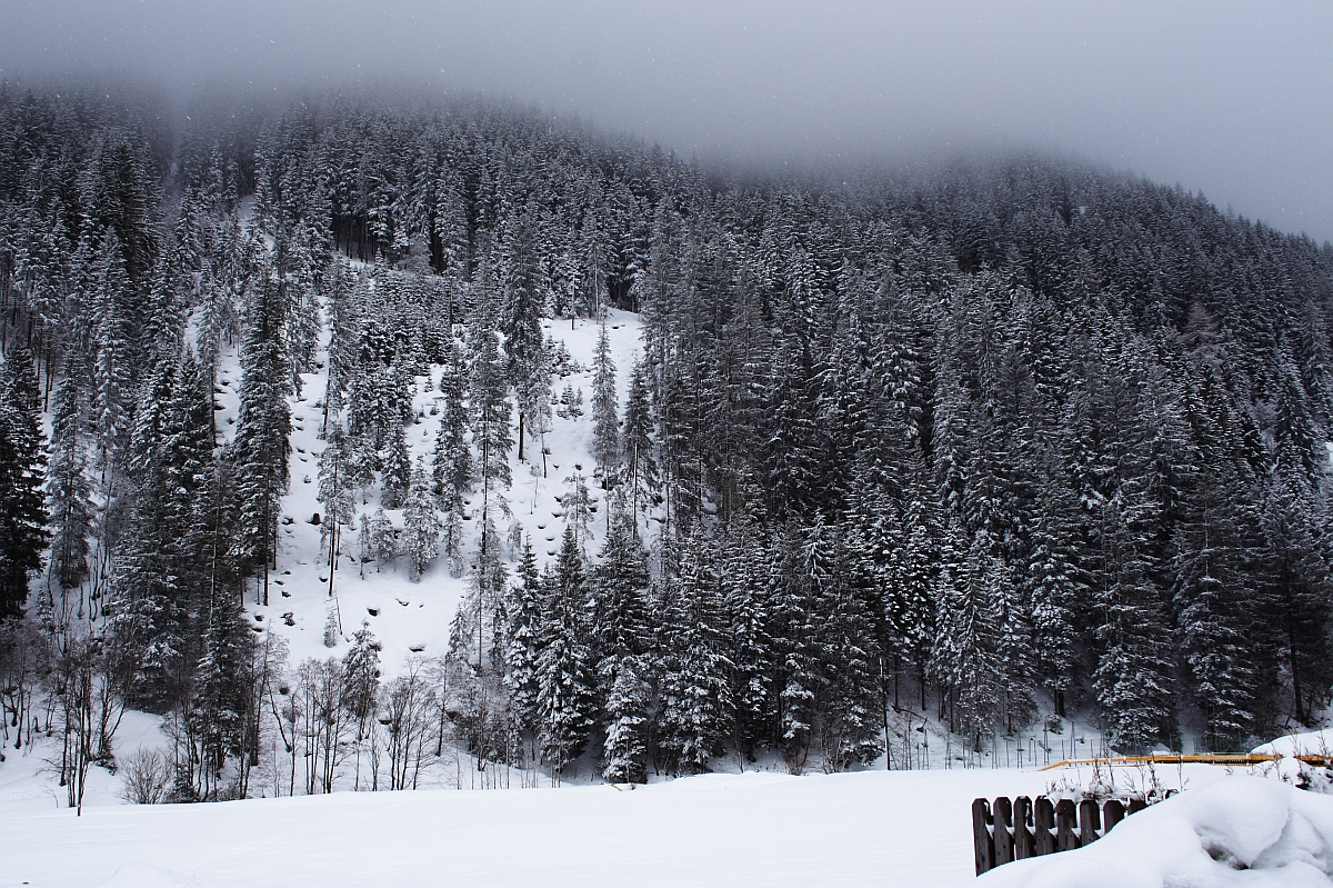 A dense forest of tall pine trees covered in snow on a steep mountain slope evokes the serene and wintery charm of the Austrian Alps. The top of the mountain is obscured by a thick layer of fog, while the foreground shows a snow-covered field bordered by a wooden fence on the right side.