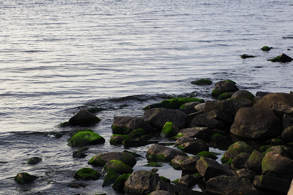 A rocky shoreline at Daugavgrīva with various-sized rocks is partially submerged in water. Many of the rocks are covered in green moss or algae. Gentle waves ripple against the rocks, while a lighthouse stands tall in the distance. The water extends to the horizon, reflecting the sky above, creating a calm and serene scene.