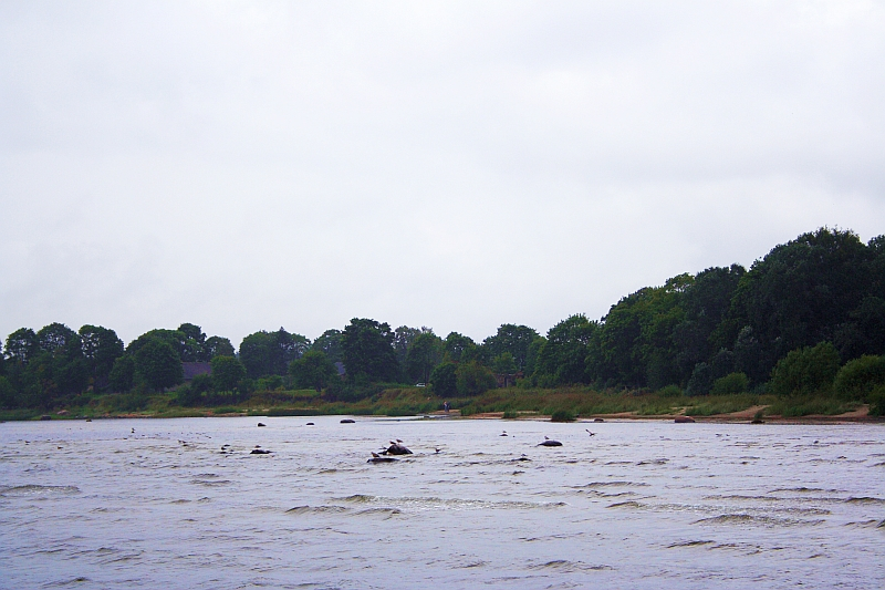 A tranquil river scene in Engure featuring a group of kayakers navigating through rippling waters, with a lush green treeline and a sandy shoreline in the background under a cloudy sky.