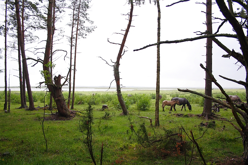 A serene scene in Engure depicts a lush, green forest clearing with tall, slender trees leaning at various angles. Two horses stand side by side, grazing on the fresh grass. In the background, a vast expanse of water is visible under an overcast, gray sky, adding to the tranquil atmosphere.