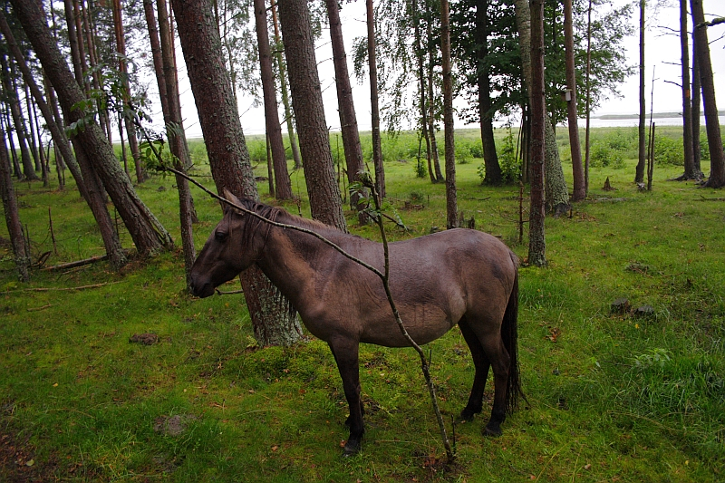 A brown horse stands in a lush, green forest with tall, slender trees. Its head is turned slightly to the left, partially obscured by a thin, leafy branch. The ground is covered in green grass and moss, and the background features more trees and a glimpse of an Engure meadow.
