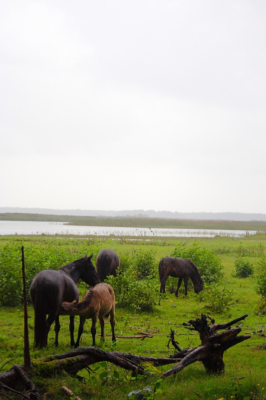 Four horses, including two adults and two foals, graze on a lush green field near the calm Engure Lake, surrounded by shrubs and grass. A fallen tree is visible in the foreground, while the overcast sky creates a serene, moody atmosphere in the landscape.