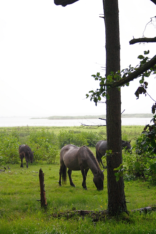 Four wild horses graze on lush green grass in a scenic, open meadow near Engure. One horse is prominently framed by a tall tree in the foreground, while the others are scattered in the background near a dense thicket of greenery. The sky is bright, giving the scene a serene and peaceful ambiance.