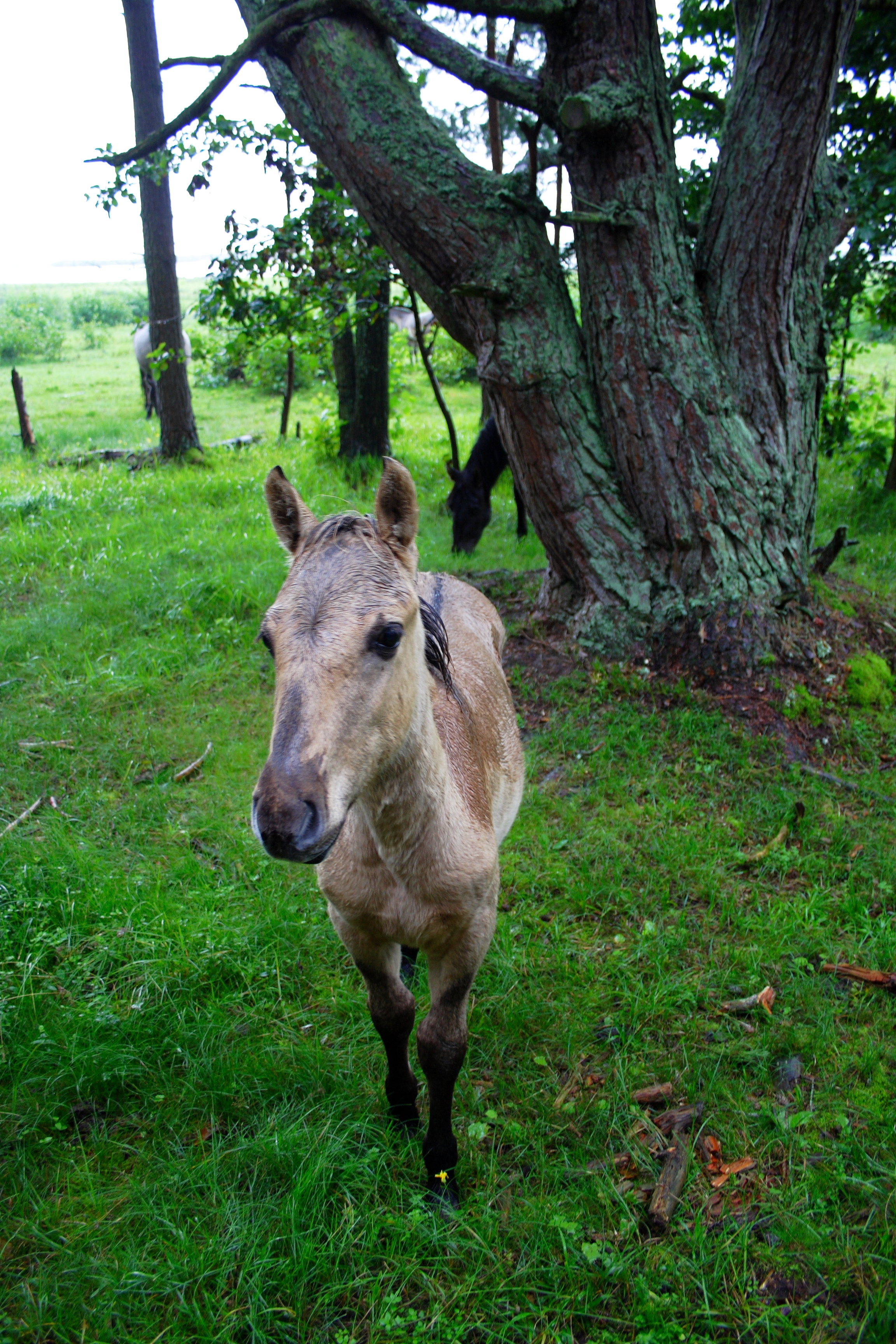 A young, light brown horse stands on green grass with a large, moss-covered tree behind it. The background features a wooden fence and more trees. The horse appears curious and is looking directly at the camera. This serene and natural scene suggests an Engure farm setting.