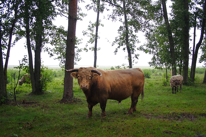 A large brown Engure cow with curved horns stands in a grassy, wooded area with trees scattered around. Another cow grazes in the background to the right, and a third is partly visible on the left. The background shows more grassland and distant trees under a cloudy sky.
