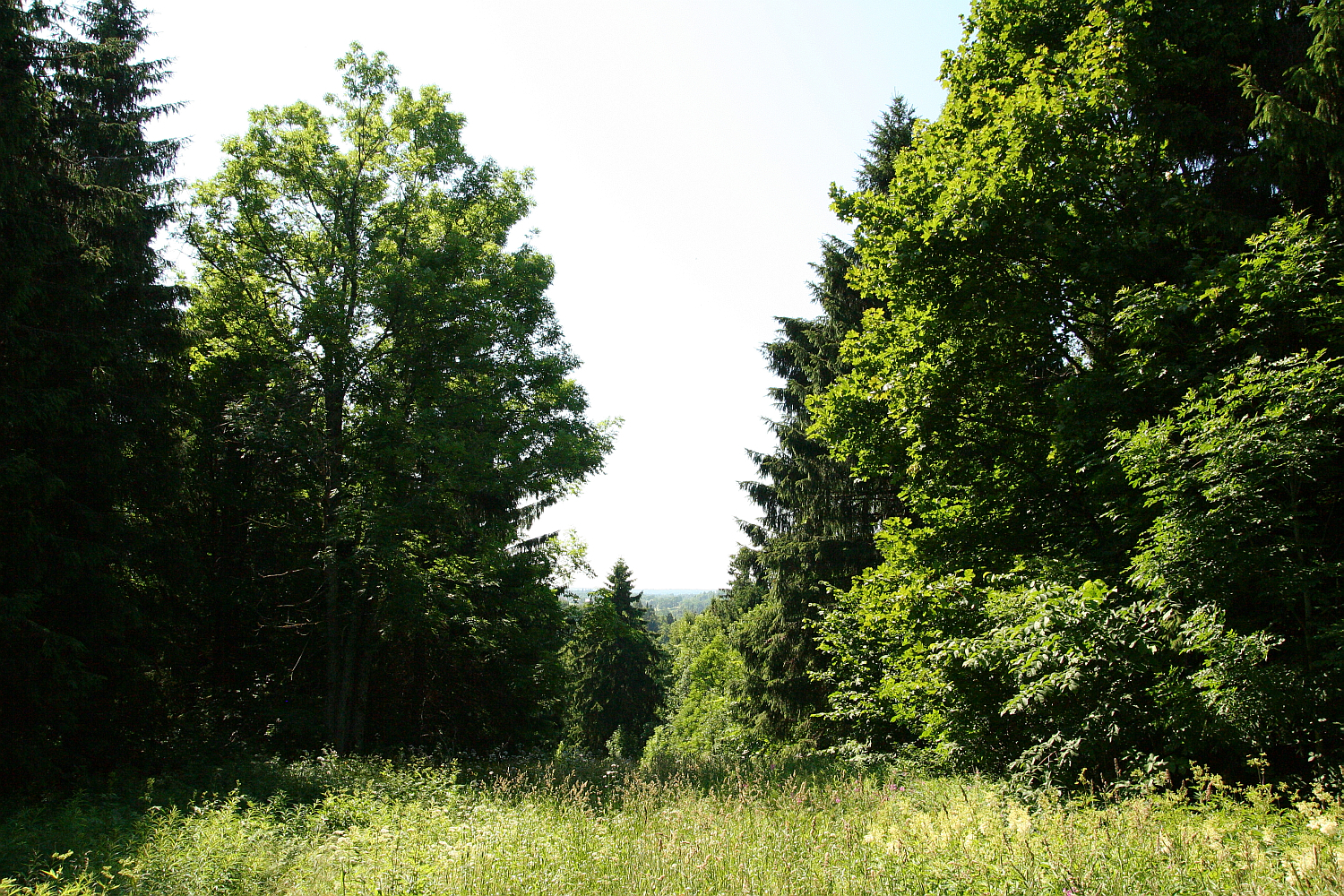 A sunlit clearing edged by tall green trees under a clear sky, showcasing the serene beauty and tranquility of Gaiziņš forest landscape.