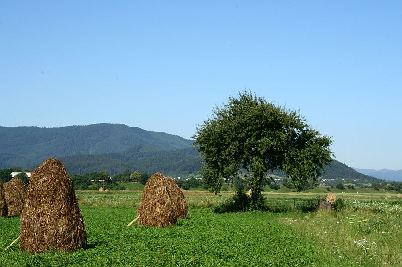 Traditional haystacks dot a lush green field in Romania, with a solitary tree and rolling hills in the background on a clear day.