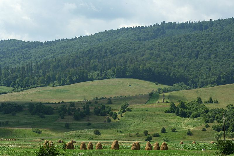 Rural landscape in Romania with traditional haystacks dotting a green meadow, rolling hills in the background, under a partly cloudy sky.