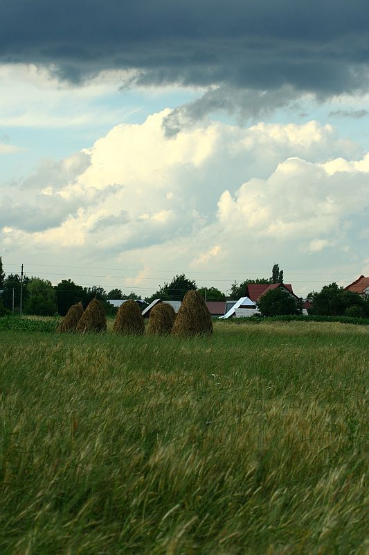 Rows of traditional haystacks stand in a lush green field under a dramatic sky in Romania, hinting at the calm before a possible storm, with a quaint rural village resting in the background.