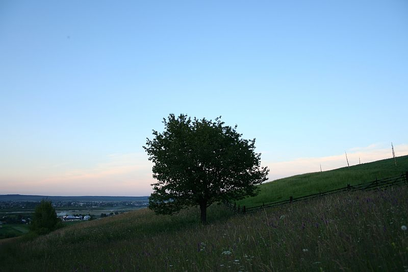 A solitary tree stands on a grassy hill in Romania at twilight, its leaves silhouetted against the fading light of the sky, with a serene landscape stretching into the distance.
