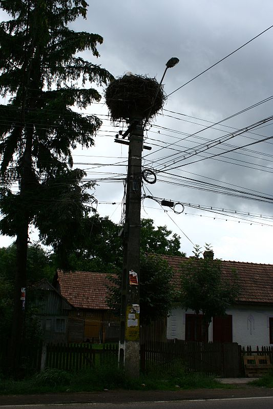 A large bird's nest perched atop a utility pole under an overcast sky, with cables crisscrossing, amidst a backdrop of tall trees and a rustic house partly visible behind a wooden fence
