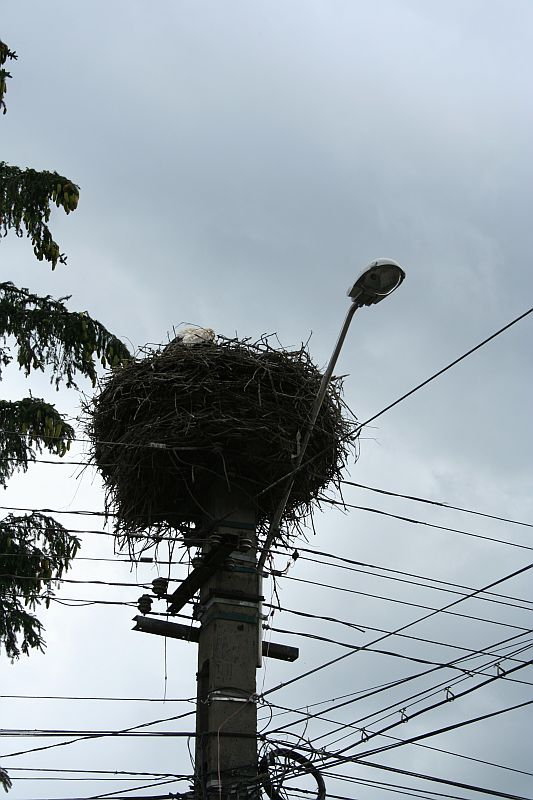 A large stork's nest crowns an urban utility pole amid a tangle of wires under a cloudy sky in Romania, juxtaposing nature with the complexity of human infrastructure.
