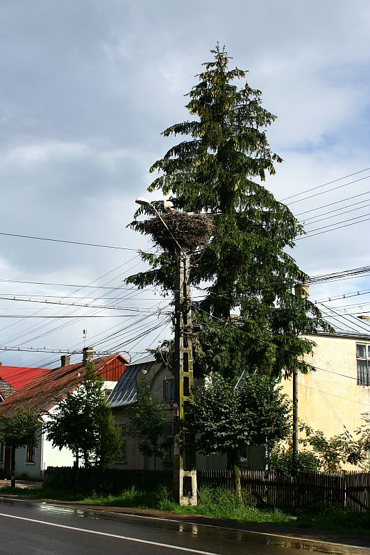 A large bird's nest perches atop an urban tree, under overcast skies, juxtaposed with power lines and traditional houses along a quiet street in Romania.