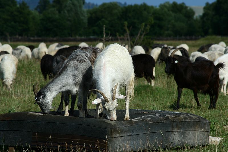 Two goats quench their thirst at a water trough amidst a flock of grazing sheep on a sunlit pasture in Romania, with trees and a clear blue sky in the background.