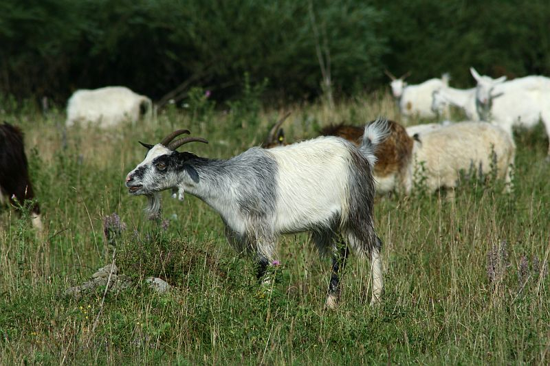 A black and white goat with a distinctive beard and horns grazes in a green field alongside other goats, amidst wildflowers and grasses in Romania, suggesting a pastoral scene.