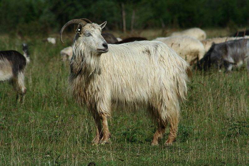 A long-haired goat with prominent horns stands alert in a meadow in Romania, amidst a herd, with its lush white coat contrasting against the green grass.