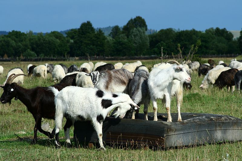 A herd of sheep grazes in a field in Romania while a group of goats, including one with distinctive long horns, congregates around a water trough on a sunny day with trees and a clear sky