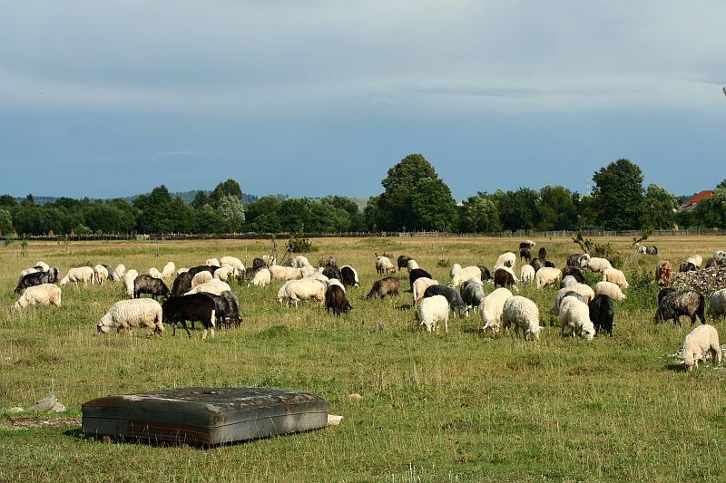 A flock of sheep with varied wool colors grazes peacefully in a green pasture under a cloudy sky in Romania, with a rustic water trough in the foreground and trees lining the horizon.