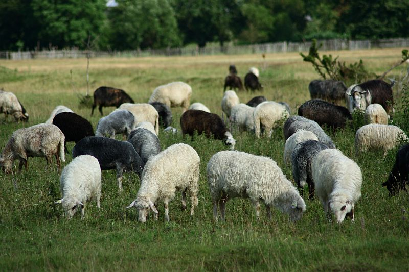 A flock of sheep, with varied fleece colors, graze peacefully in a lush green field in Romania, indicating rural pastoral life.