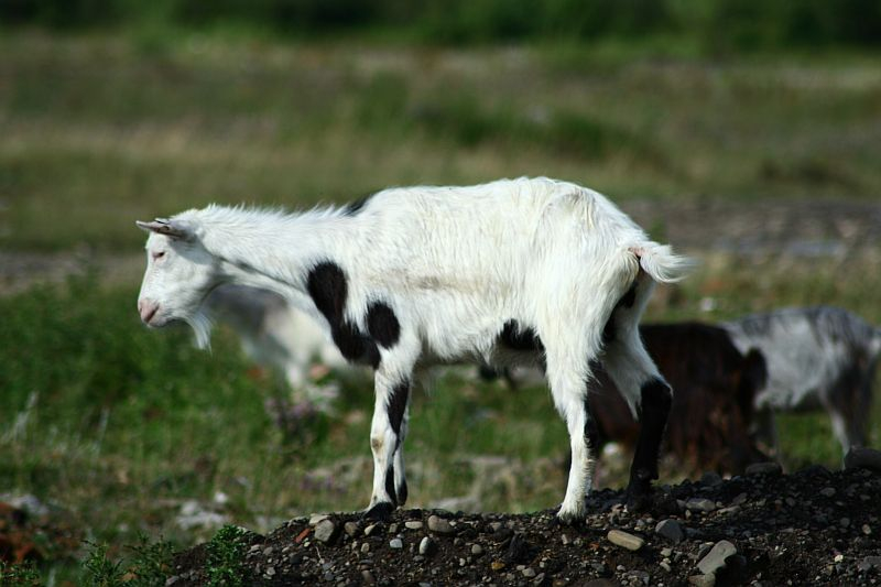 A white goat with black spots stands alert on rocky terrain in Romania, while another goat grazes in the background amidst a natural, grassy landscape.