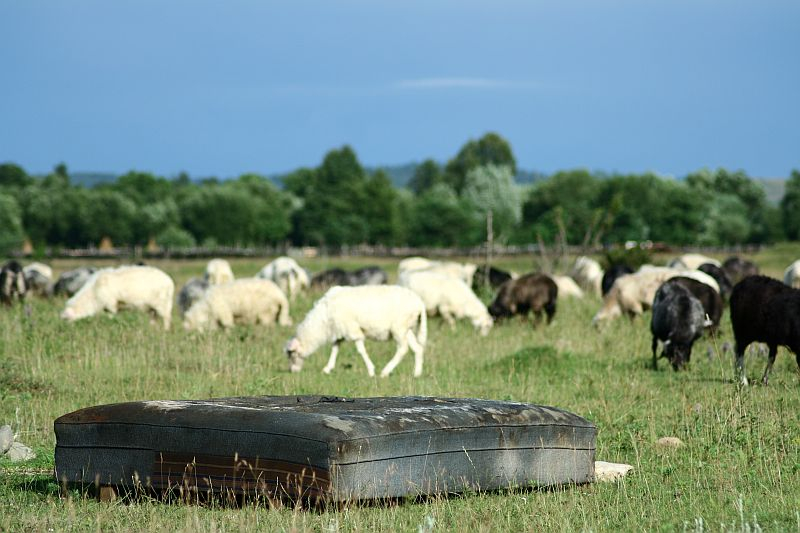 A weathered water trough sits in the foreground of a pasture in Romania where a mixed flock of sheep and goats graze on lush green grass under a blue sky dotted with clouds.