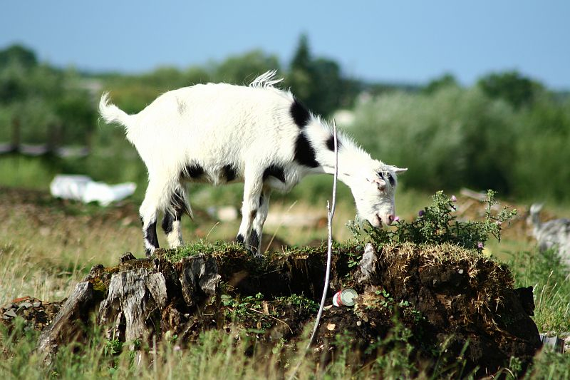 A white goat grazes on top of a tree stump in a sunny pasture in Romania, tethered by a rope, with a glimpse of rural scenery in the background.