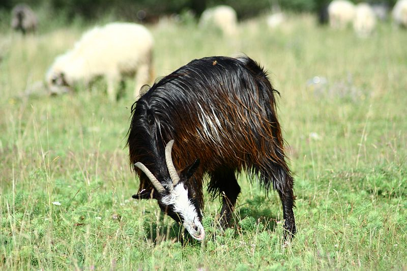 A black and white goat with long, shaggy fur grazes in a sunlit field in Romania, its fur gleaming in the sunlight, while a flock of sheep meanders in the blurred