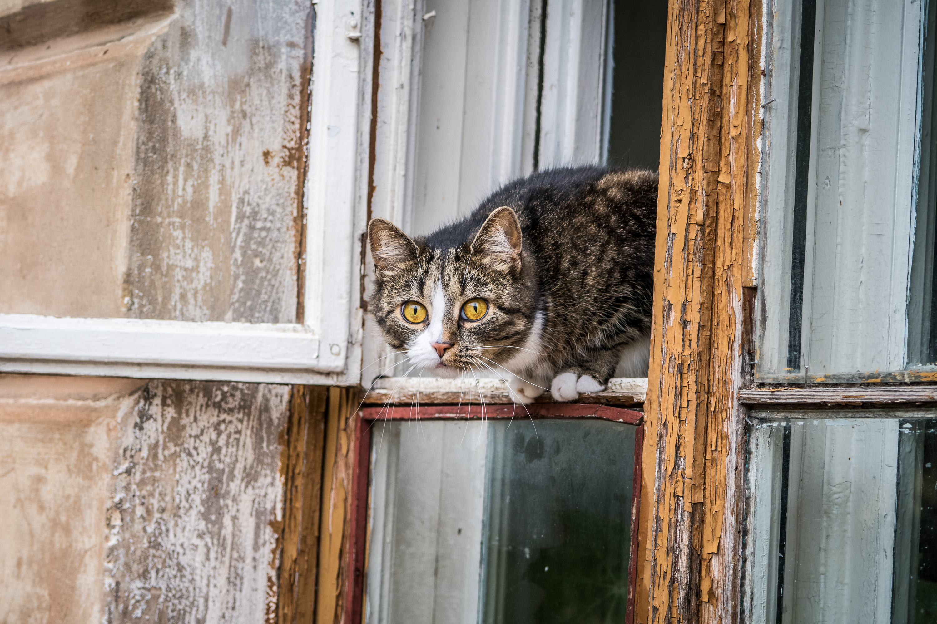 A gray and white tabby cat with bright yellow eyes perches on the ledge of a cracked, weathered window at Daugavpils fortress. The peeling wooden frame reveals layers of old paint as the cat, alert and gazing outward, keeps its ears perked up in the historic outdoor setting.