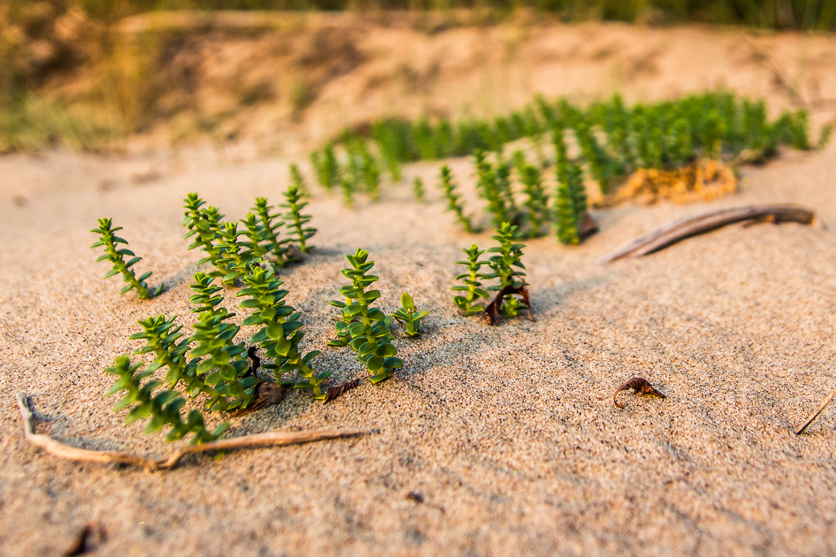 in-dunes