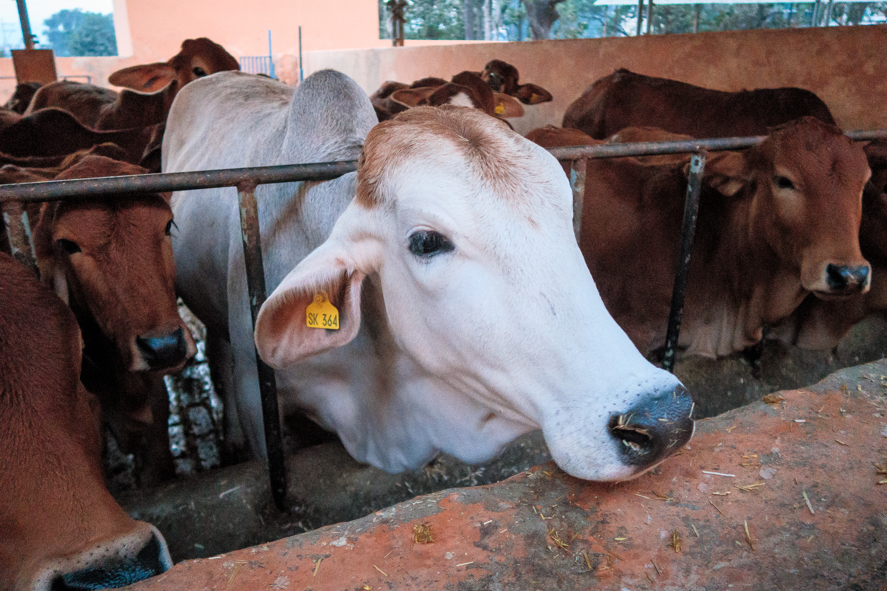 A group of cows, reminiscent of those often seen in India, gathers calmly in a pen. Mostly brown, one distinctive white cow stands in the foreground with a yellow tag numbered "364" on its ear. The pen's metal bars frame them against a peach-colored wall and lush trees.