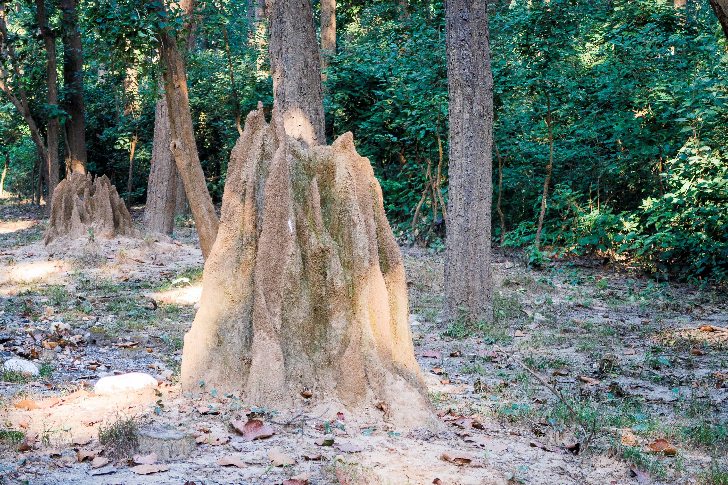 In a serene Indian forest, several large termite mounds emerge in the foreground. These earthy formations are surrounded by trees with lush green foliage. Sunlight filters through, casting dappled shadows on the ground strewn with scattered leaves and branches.
