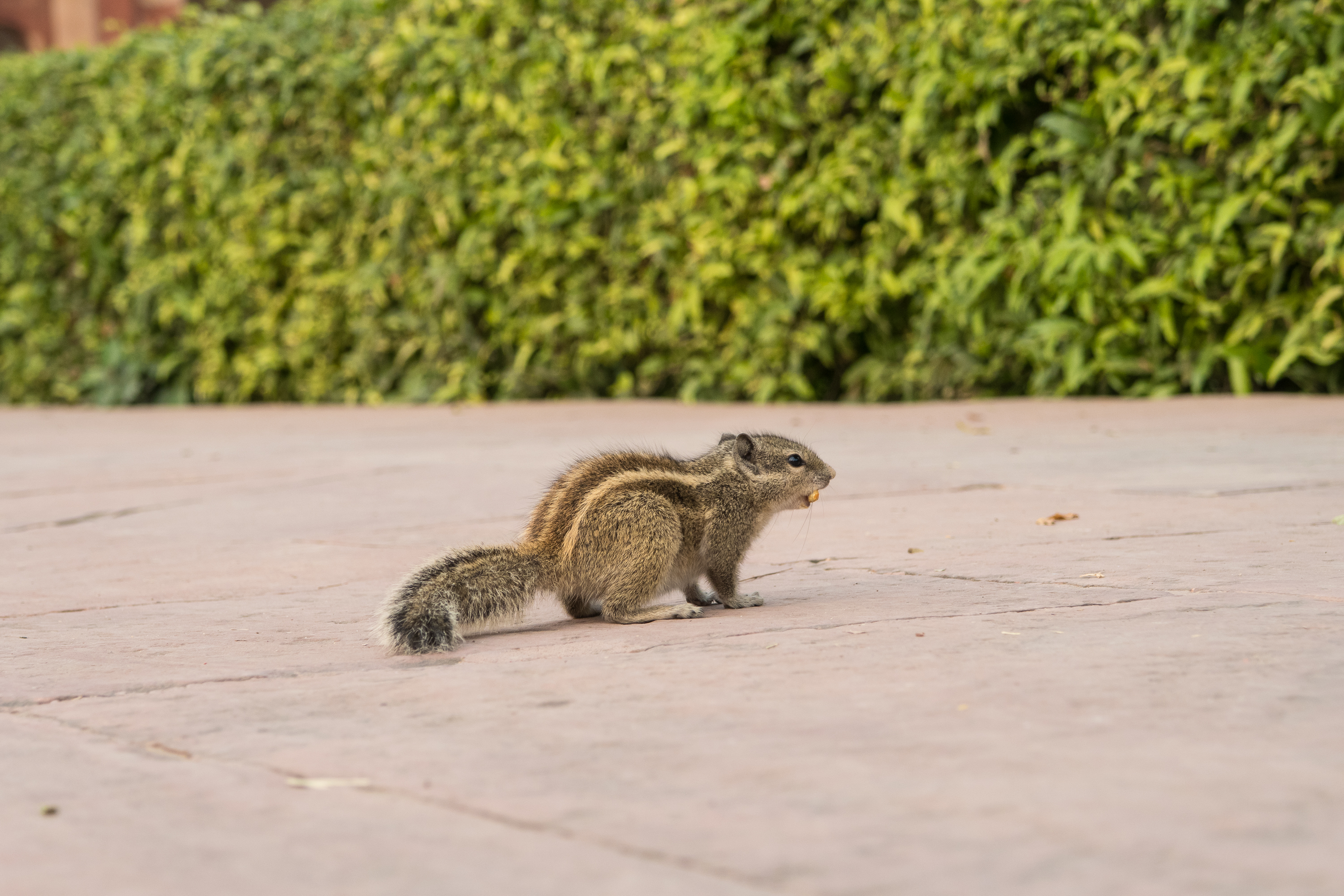 A small squirrel with a bushy tail and three distinctive white stripes along its brown fur back is perched on a paved surface. A lush green hedge is visible in the background, providing a natural contrast to the squirrel and the ground it is on, reminiscent of scenes from India.