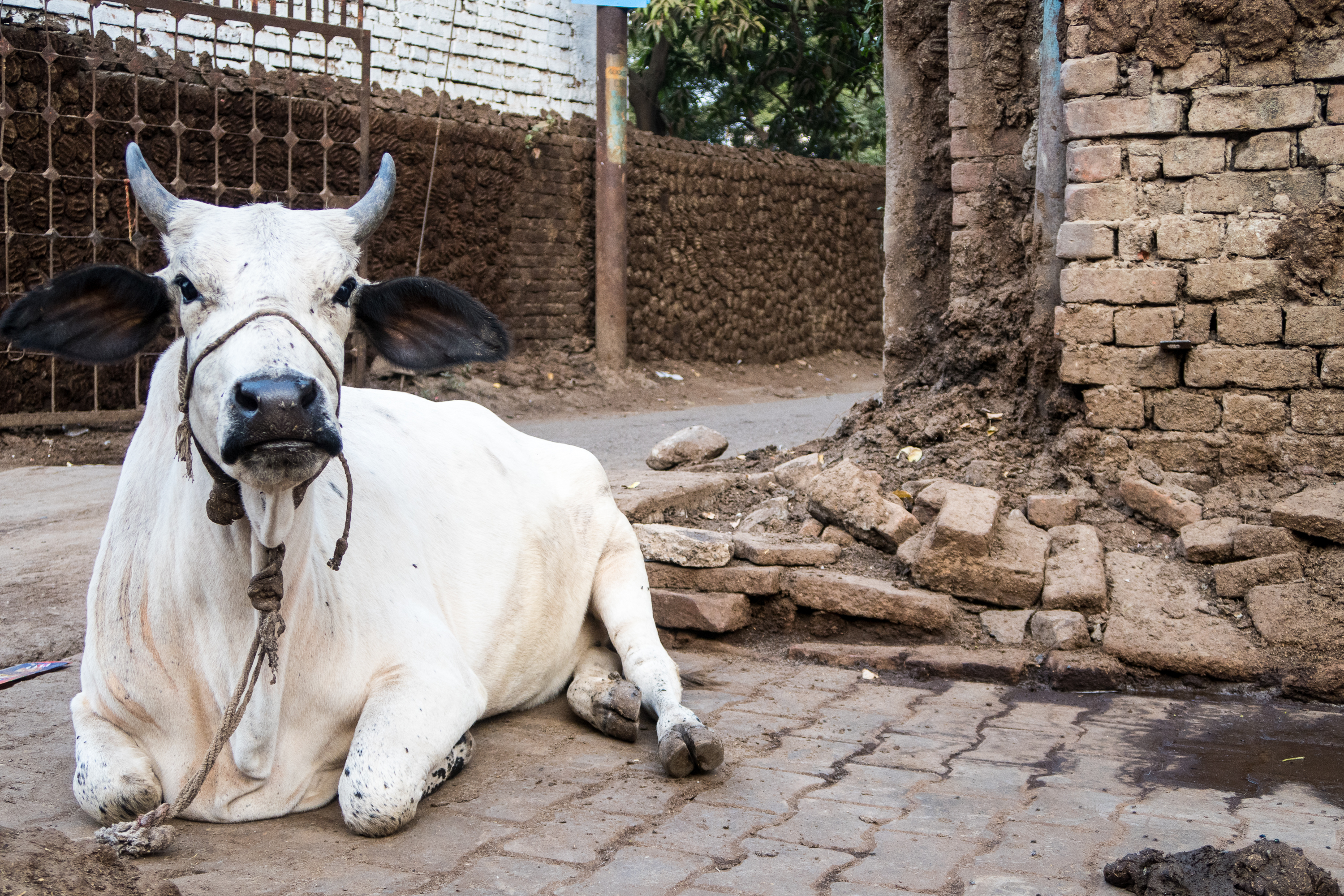 A white cow with black ears and horns is lying on a cobblestone street next to a brick wall and a gnarled tree in India. The cow is tethered with a rope around its neck. The backdrop features another brick wall and a metal gate, with a dirt pathway leading into the distance.