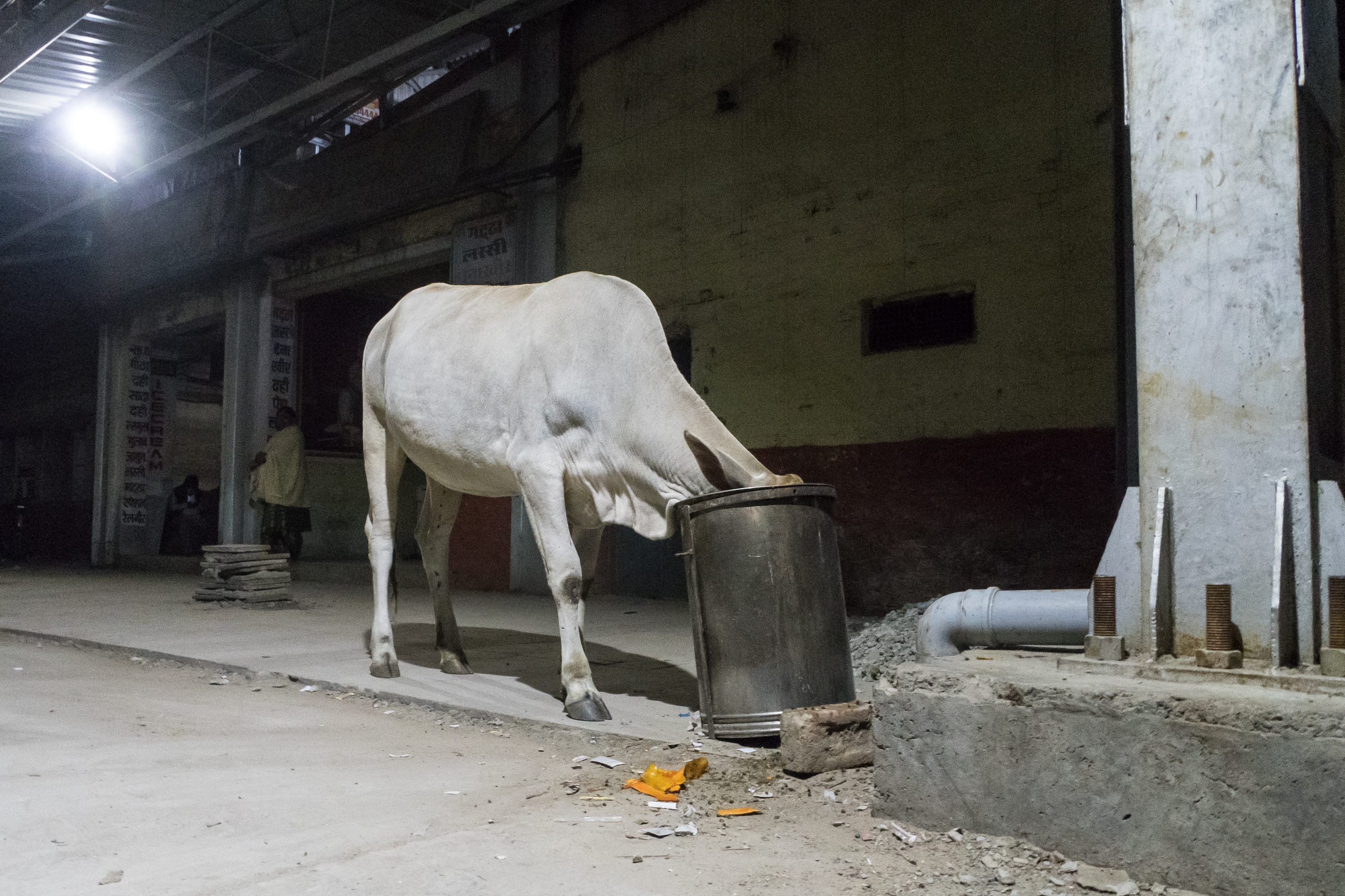 A white cow is seen digging its head into a metal garbage bin on a dimly lit street with an industrial backdrop, typical of night in India. The surrounding area shows debris and scattered trash, with a person standing in the background, capturing the chaos of low light conditions.