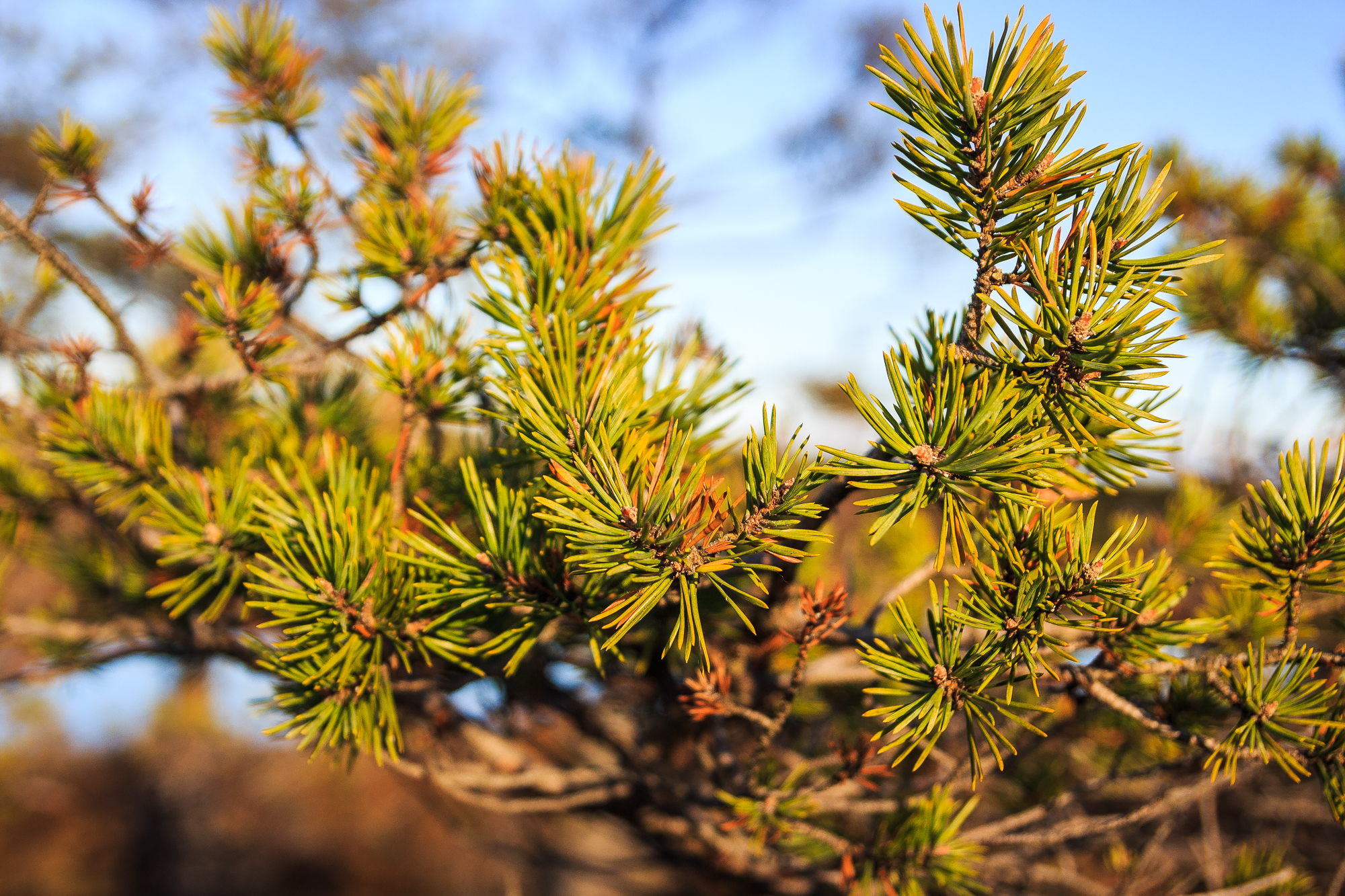 Close-up of a pine tree branch with vibrant green needles set against a clear blue sky in Lielais Ķemeru tīrelis. The image captures the sharp, pointed needles and the textured stems, with some brown accents showing new growth. The background is slightly blurred, highlighting the details of the branch.