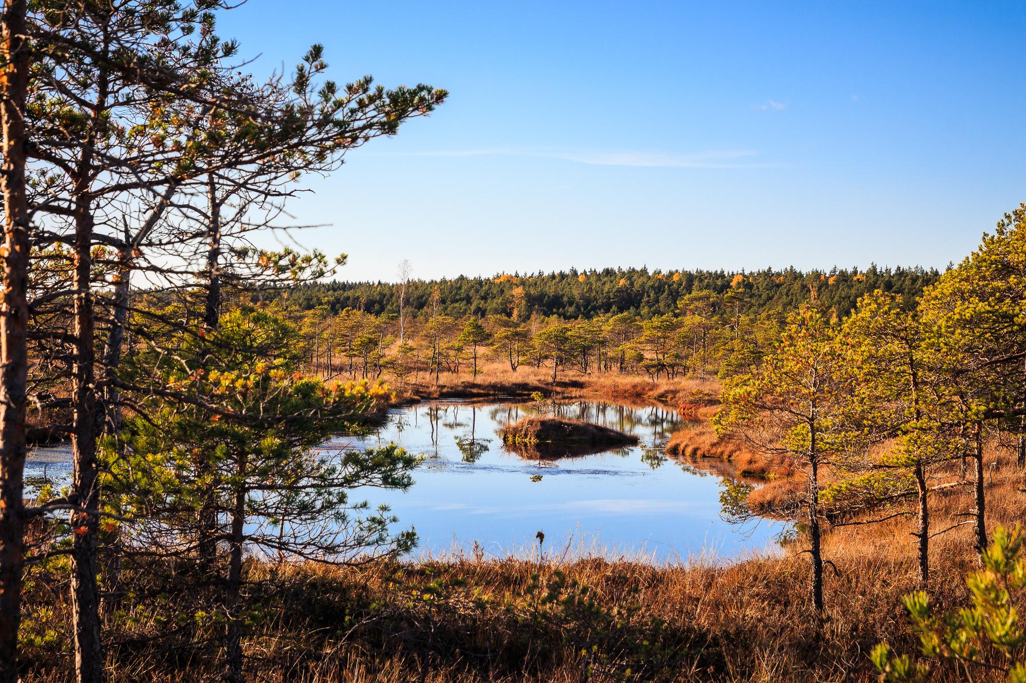 A serene wetland landscape under a clear blue sky at Lielais Ķemeru tīrelis. The scene features a small, reflective pond surrounded by tall grass and sparse trees with green foliage. In the background, a dense forest stretches across the horizon, displaying autumn's warm hues of brown and gold.