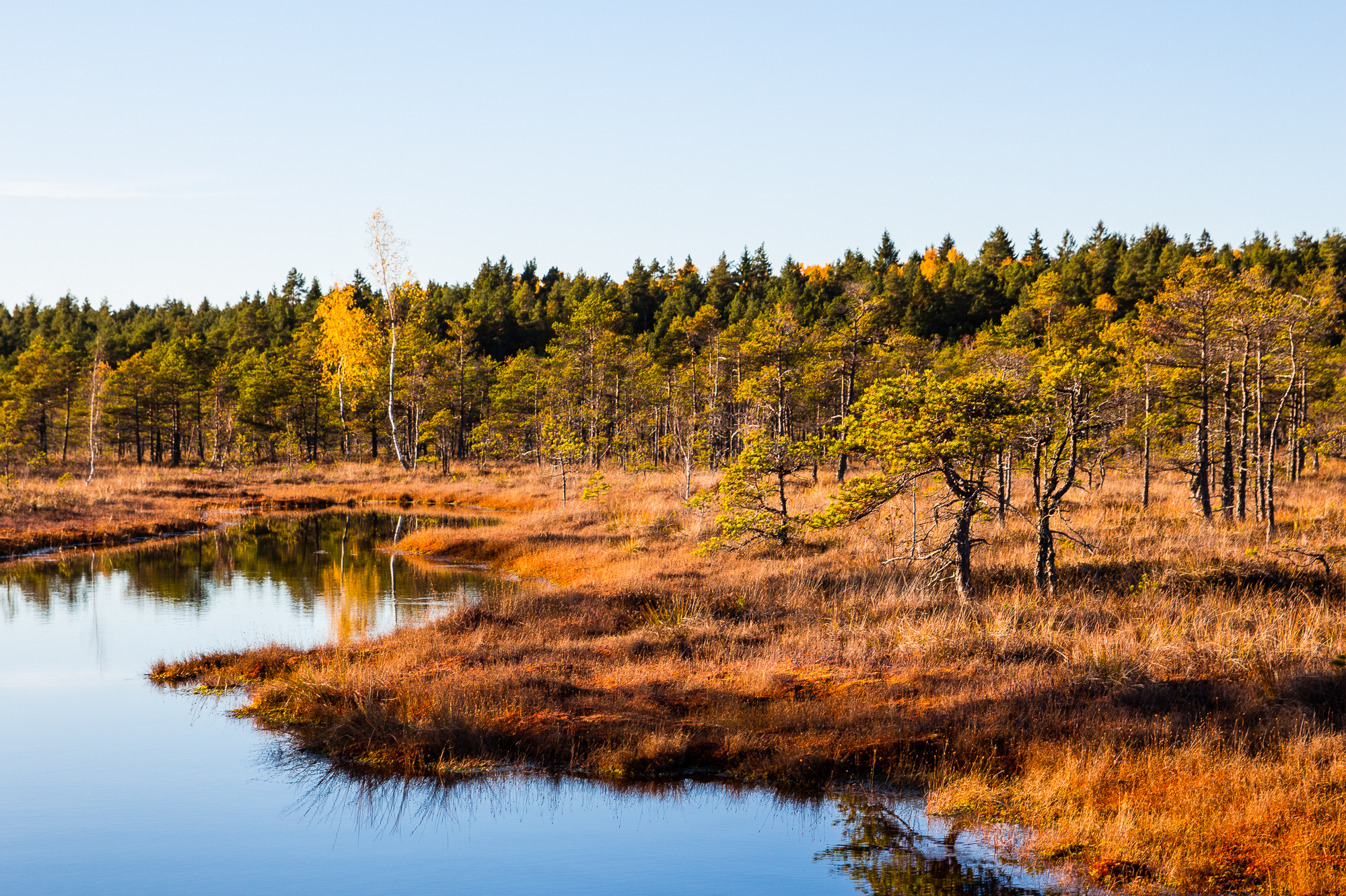 A serene landscape features a calm body of water reflecting the clear blue sky. Surrounding the water, a meadow with autumn-hued grasses and sparse trees extends towards the dense forest of Lielais Ķemeru tīrelis in the background. The trees show signs of changing seasons, with some leaves transitioning to yellow.