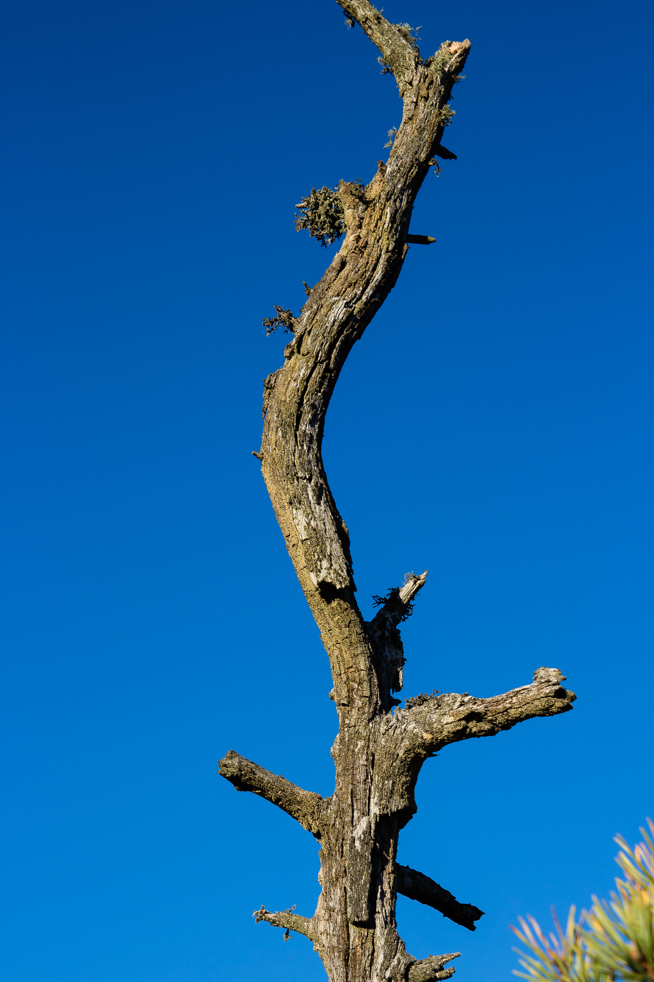 A solitary, weathered tree trunk stands against a vibrant blue sky in Ķemeri National Park. The trunk is tall and twisted, with several short, jagged branches protruding from it. The texture of the bark is rough, with patches of moss visible. In the top right corner, green foliage from another tree peeks through.