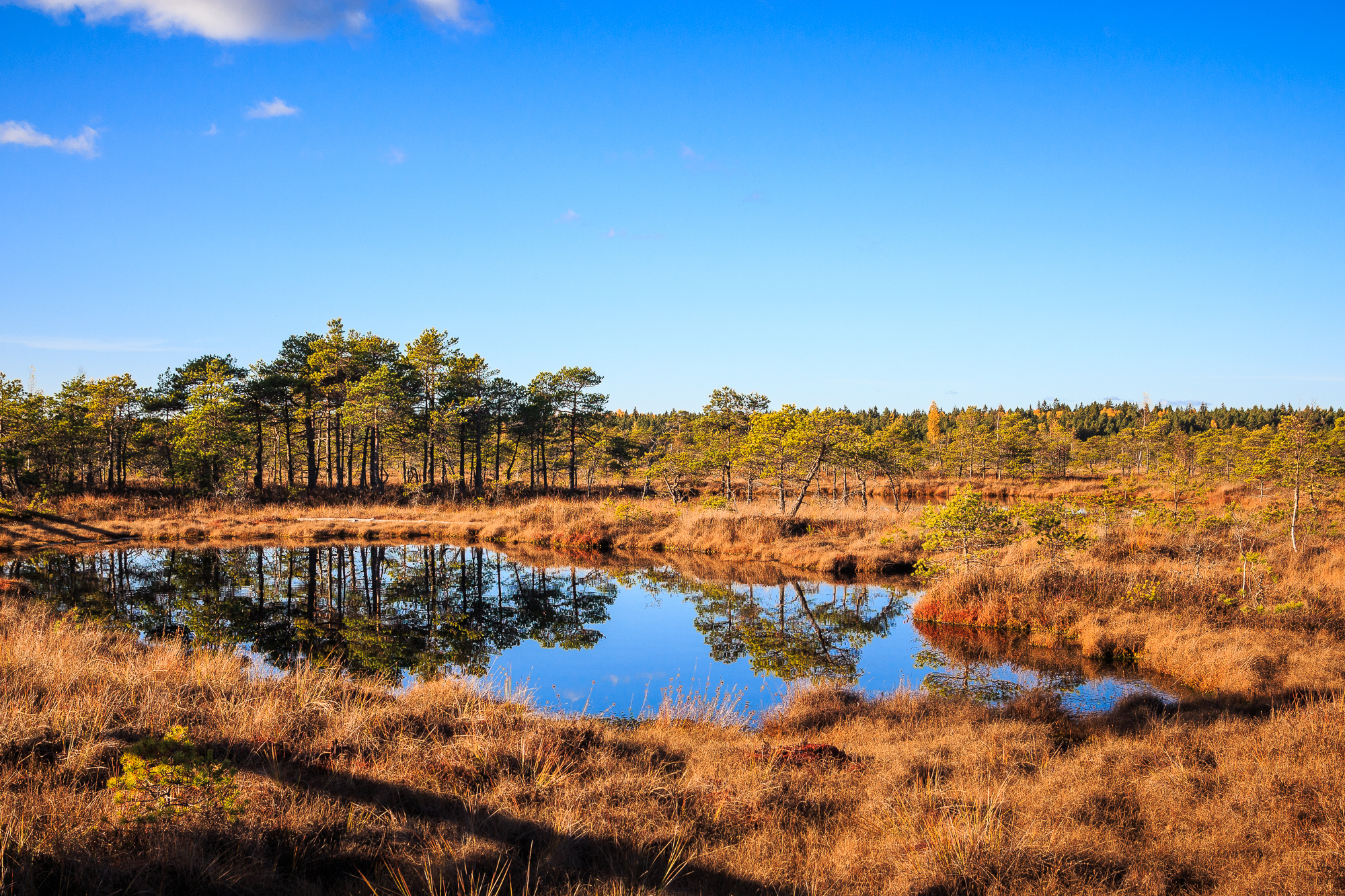 A serene scene of the Lielais Ķemeru tīrelis landscape under a bright blue sky, with sparse clouds. The clear, calm water in the foreground reflects the surrounding area, featuring dry, golden grass and scattered pine trees. The backdrop showcases a dense, green forest, enhancing the overall tranquility.