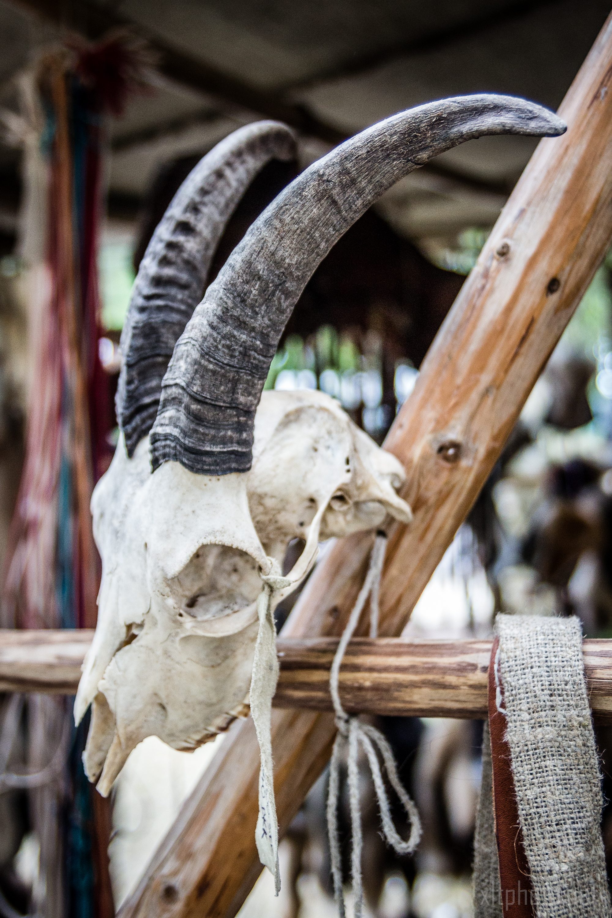 A weathered animal skull with dark, curved horns is mounted on a wooden framework. The background shows various blurred objects and a rustic setting reminiscent of the Kilkim Žaibu festival in 2015. A coarse, woven piece of fabric hangs from one of the wooden beams, adding to the natural, rustic atmosphere.