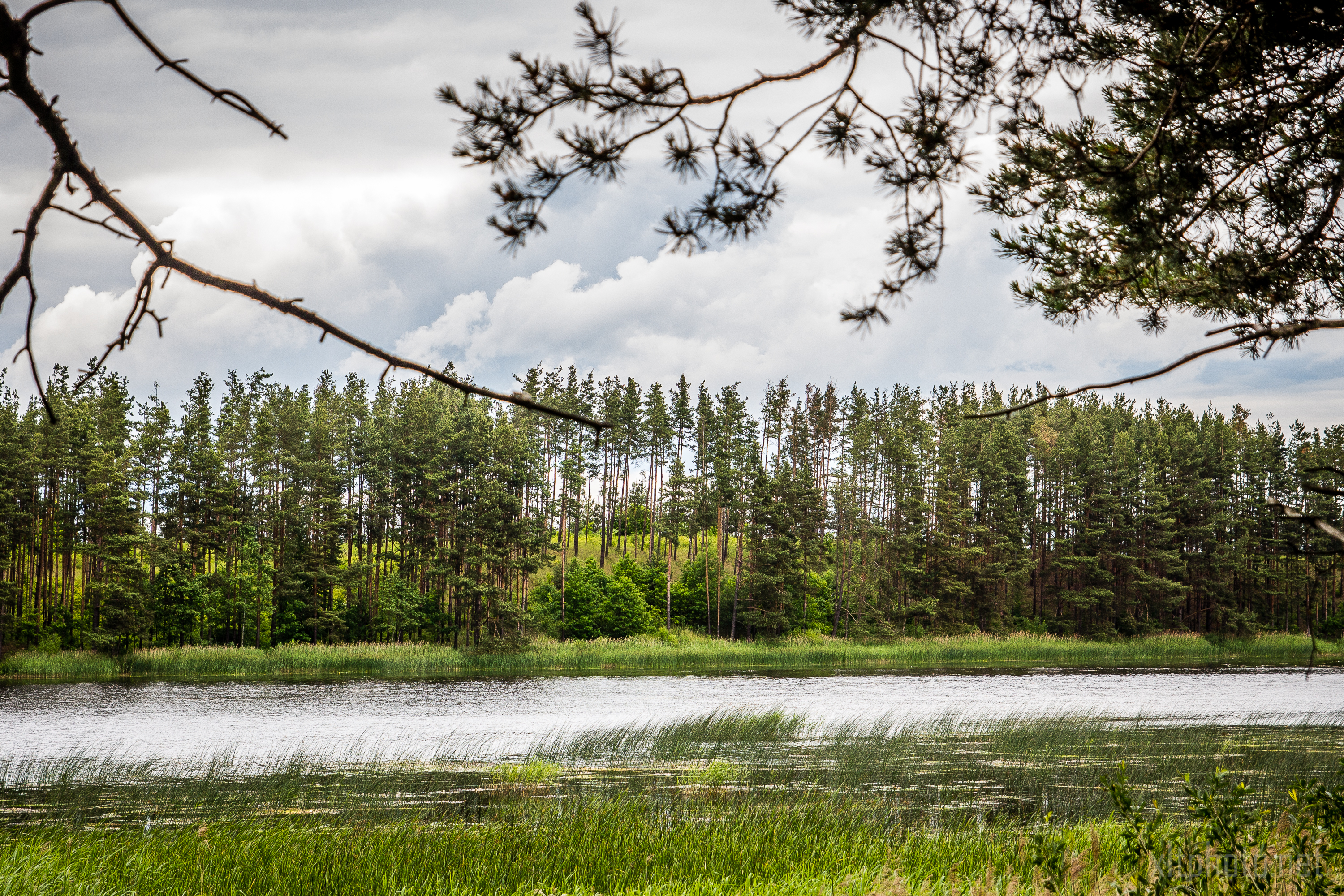 A serene lake sits under a cloudy sky, fringed by lush green reeds at the shore. Tall pine trees form a dense forest along the water's edge. Branches from trees in the foreground frame the image, adding depth and a sense of encapsulating the tranquil natural scene, reminiscent of a peaceful moment before Kilkim Žaibu festival 2015 came to life.