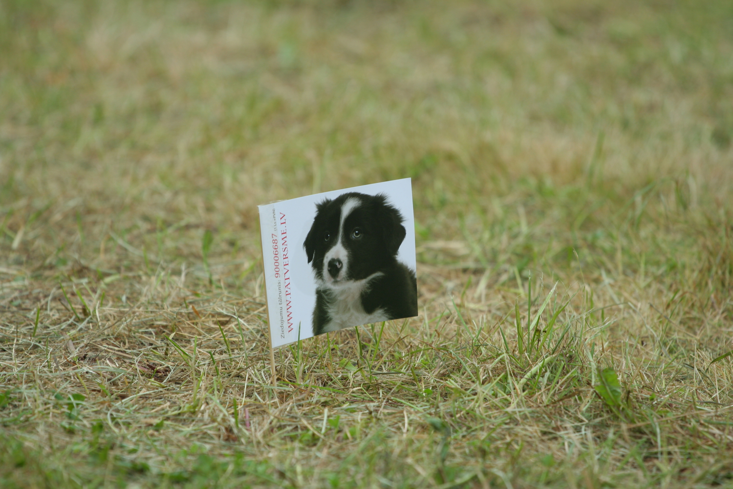 A small sign with a photo of a black and white puppy, dated 2011, is placed on a patch of grass. The sign features text written in red along the left side of the photo. The grass around the sign is slightly overgrown, with varying shades of green and some brown patches.