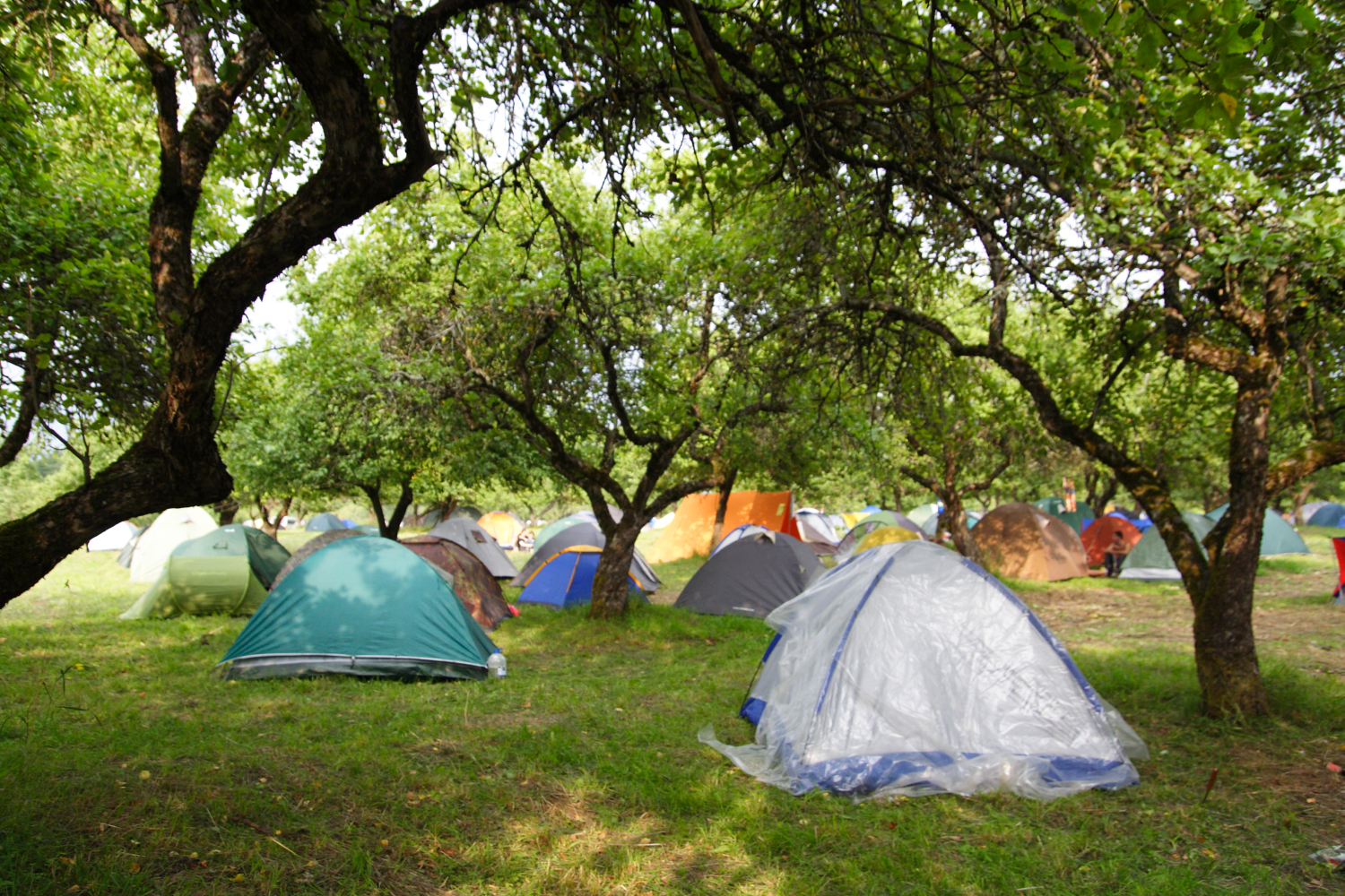 A campsite with numerous colorful tents scattered under tall, leafy trees. The tents, which vary in color including blue, green, orange, and gray, resemble a scene from the 2011 Laba festival. The grassy ground is dappled with sunlight filtering through the dense canopy above, creating a serene and shaded environment.
