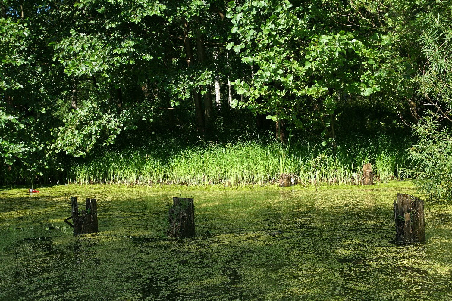 Sunlight filters through the trees in Liepāja, illuminating a tranquil pond with duckweed-covered water and old wooden posts hinting at a forgotten pier, as nature reclaims the space.