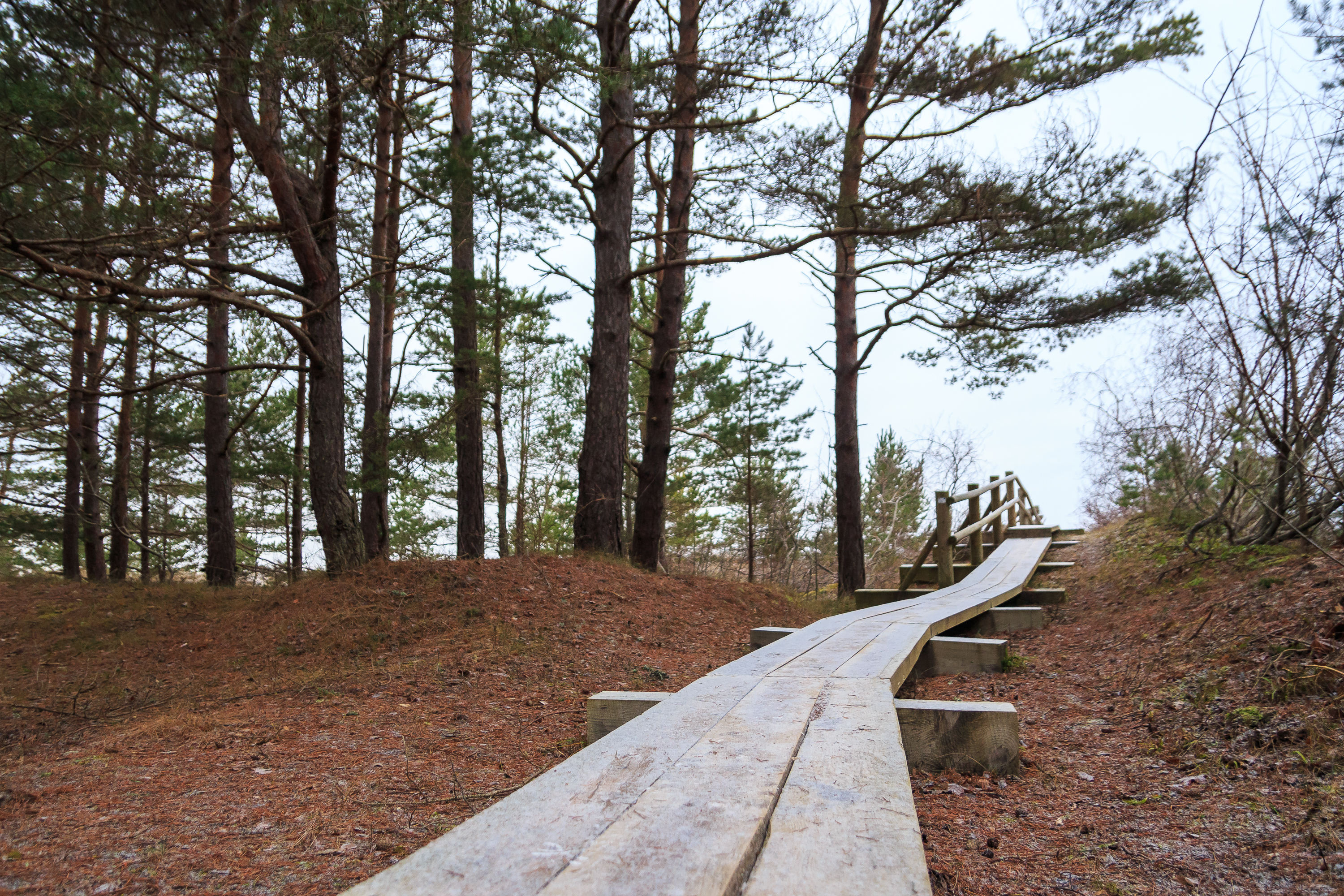 A wooden boardwalk curves gently upward through the Mazirbe forest of tall pine trees. The ground is covered in brown pine needles, and bare branches extend into the cloudy sky. The railing on one side of the boardwalk offers support along this natural, scenic path.