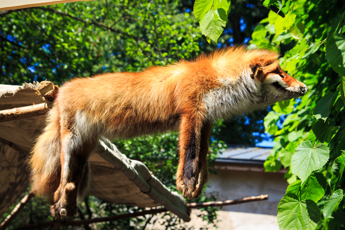 A red fox with dense fur is seen resting on a wooden platform at Kalnciema kvartāls, lying on its stomach with all four legs hanging off the sides. The background features green leaves and trees under bright sunlight, casting a natural and serene atmosphere. The fox appears relaxed and at ease during modes diena.