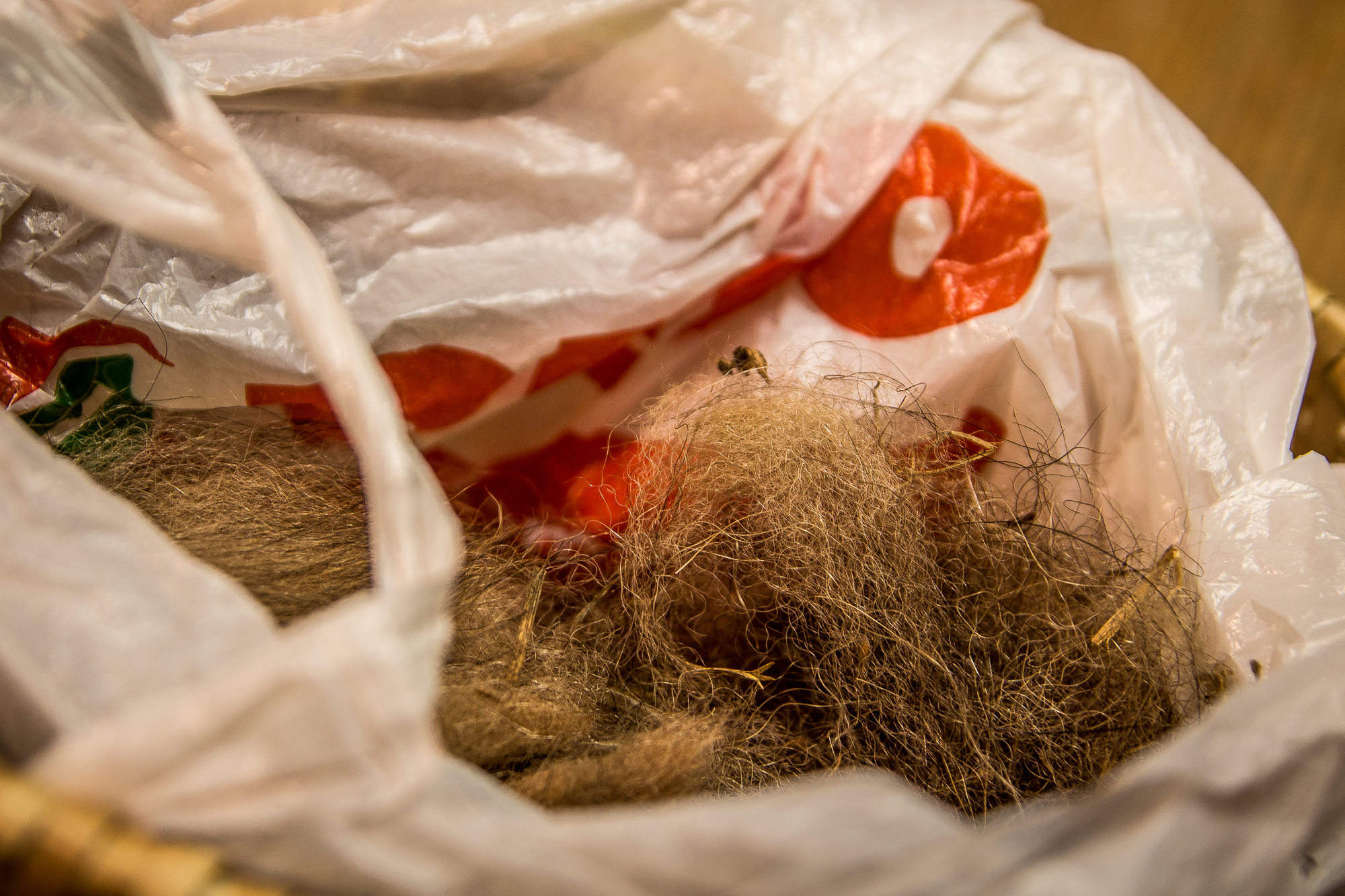 A plastic bag partially filled with loose animal fur, likely from grooming a pet, shares space with tangled bits of hay or straw. The white bag has red and green designs reminiscent of a festivāls and is crumpled around the light brown fur inside. Papīra objekti can be faintly seen in the slightly blurred background.