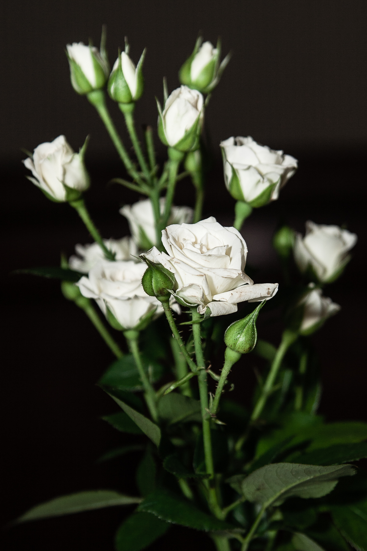 White Roses Via @Atisgailis